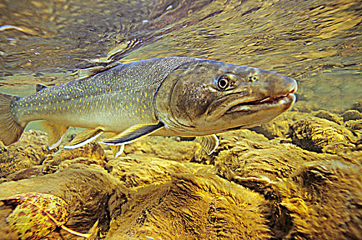 室内,雄性动物,鲑鱼,河,不列颠哥伦比亚省,加拿大