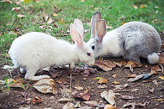 灰色,白色,兔子,坐,青草