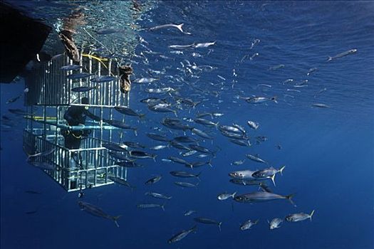 潜水者,笼子,看,大白鲨,沙鲨属,瓜德罗普岛,墨西哥,太平洋,北美