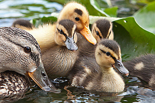 荷兰,幼兽,鸭子,母兽,水塘