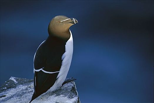海雀,刀嘴海雀,五月岛,苏格兰