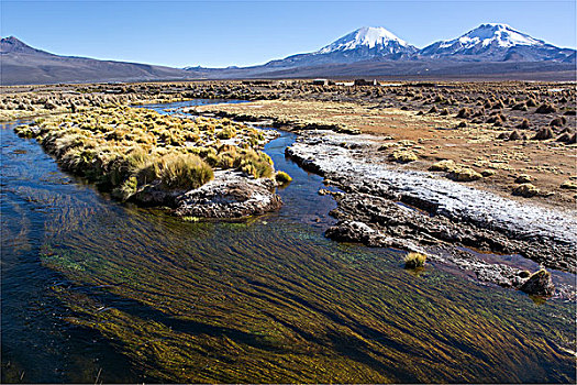 河,水生植物,正面,积雪,火山,国家公园,边界,玻利维亚,智利