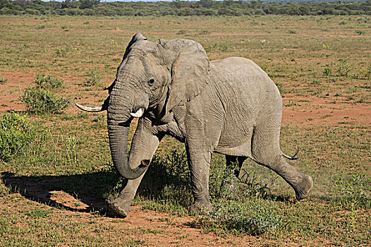 非洲象,追踪,国家公园,林波波河,南非