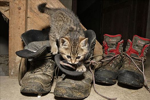 小猫,农场,老,皮革,靴子