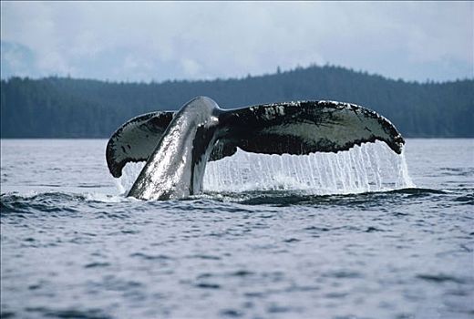 驼背鲸,大翅鲸属,鲸鱼,尾部,阿拉斯加