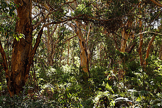 桉树林,国家,公园,西澳大利亚州,澳大利亚
