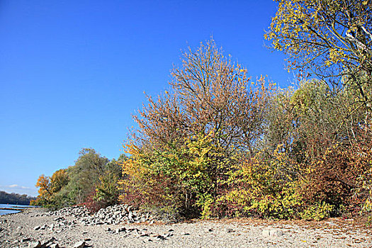 草地,风景,秋天,低水位,莱茵河