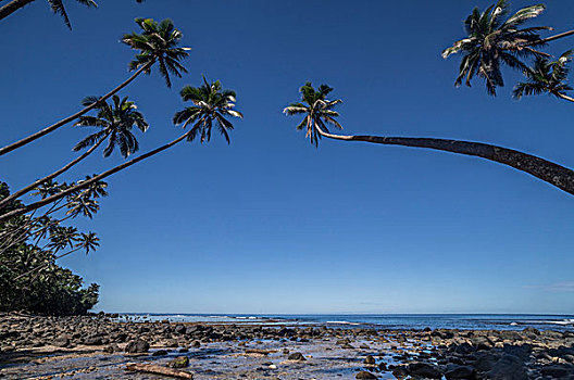 棕榈树,海滩,斐济,大洋洲