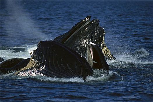 驼背鲸,大翅鲸属,鲸鱼,群,合作,青鱼,学校,东南阿拉斯加