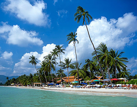 棕榈树,伞,海滩,海湾,泰国,苏梅岛,南方,亚洲