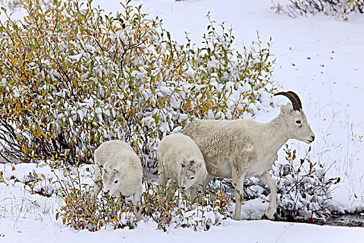 北美,美国,阿拉斯加,布鲁克斯山,野大白羊,白大角羊