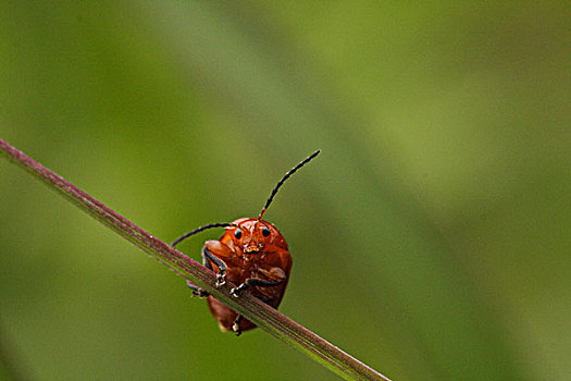 小甲虫
