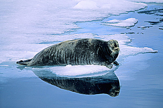 成年,髯海豹,休息,浮冰,斯瓦尔巴群岛,北极,挪威
