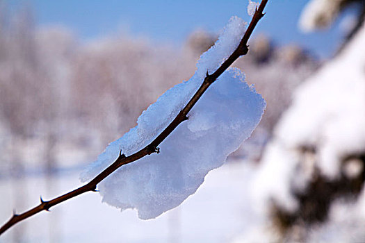 大雪后树梢上的白色雾凇特写