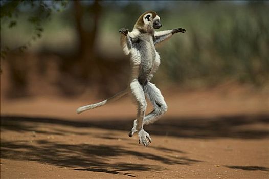 维氏冕狐猴,蹦跳,地面,脆弱,贝伦提私人保护区,马达加斯加