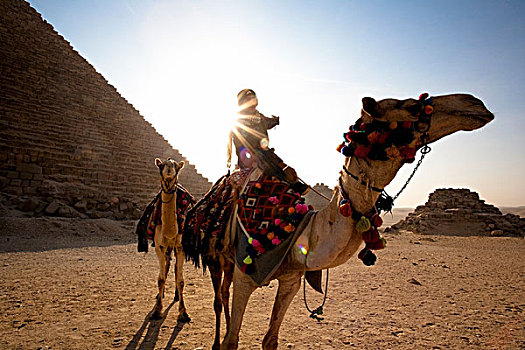 一个,男人,两个,骆驼,金字塔,开罗,埃及,非洲