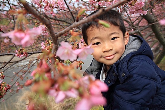 樱花,日本人,男孩,5岁