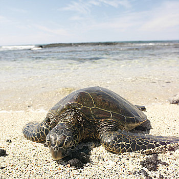 夏威夷,绿海龟,龟类,海滩,准备,蛋,美国,夏威夷大岛