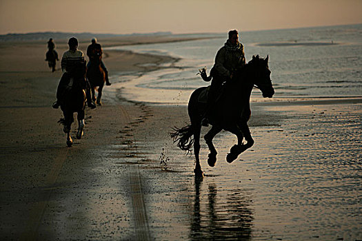 骑马,海滩,荷兰