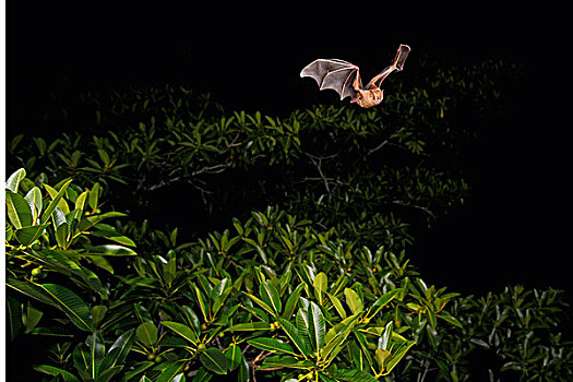 蝙蝠,飞,科罗拉多岛,巴拿马