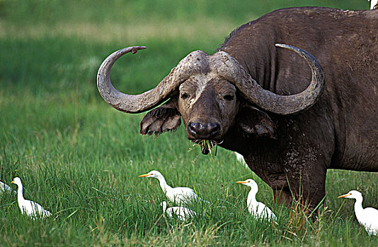 非洲水牛,牛背鹭,马赛马拉,公园,肯尼亚