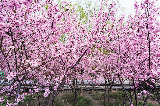 樱桃树,粉色,花,龙门