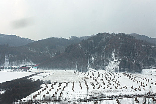雪野,北方,東北,大雪,原野,土地,冬季,潔白,干凈,風景,村莊,農村