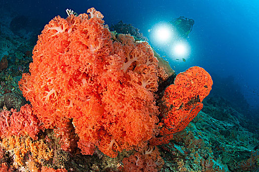 彩色,礁石,遮盖,橙色,软珊瑚