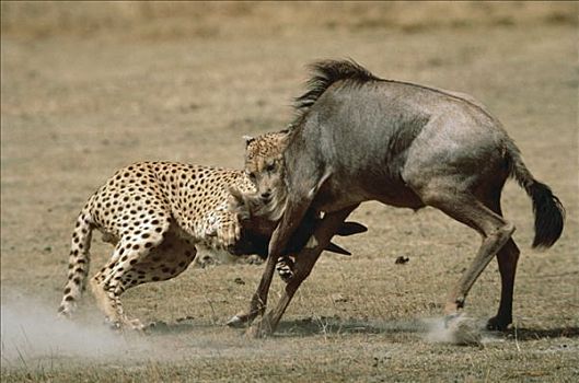 印度豹,猎豹,攻击,蓝角马,角马,塞伦盖蒂,坦桑尼亚