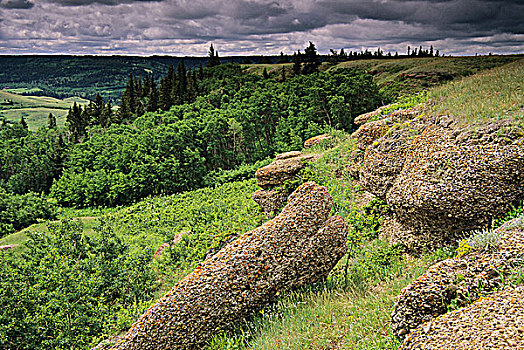 悬崖,暸望,柏树,山,萨斯喀彻温,加拿大