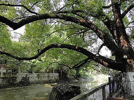 中国,广州,小洲村