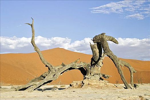 枯木,沙丘,纳米布沙漠,死亡谷,纳米比亚,非洲