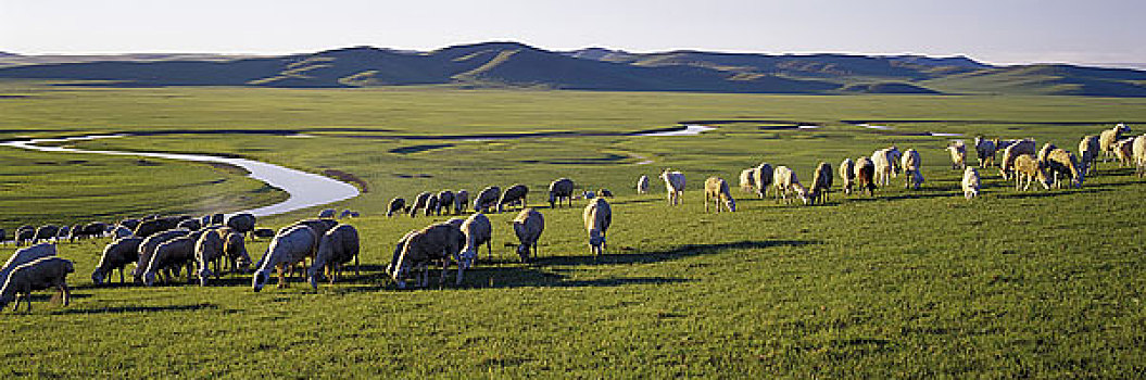 内蒙古海拉尔金帐汗牧场