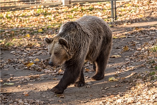 大,褐色,大灰熊,动物园