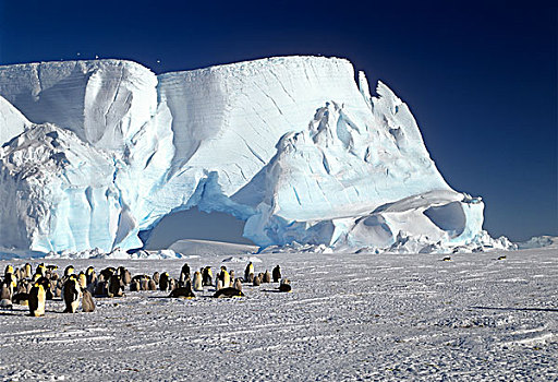 帝企鹅,生物群,冰山,威德尔海,南极