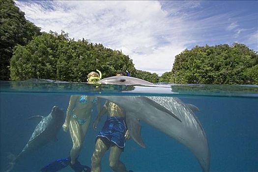 密克罗尼西亚,贝劳,伴侣,潜水,宽吻海豚