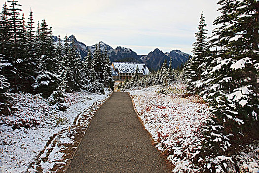 雷尼尔山国家公园,华盛顿,美国,初雪,草地,树