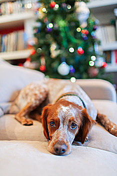 头像,可爱,狗,沙发,客厅,圣诞树