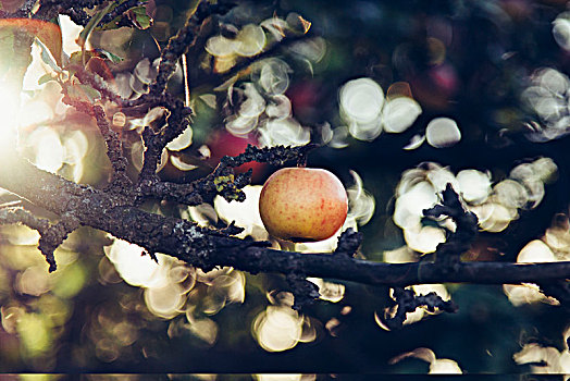成熟,苹果,苹果树