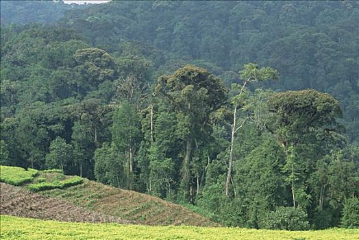 茶,农场,热带雨林,卢旺达