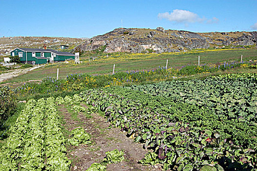 蔬菜,农业,研究中心,格陵兰