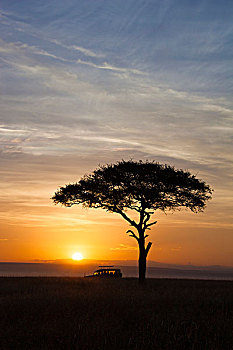 观,金合欢树,野生动物园吉普车,剪影,反对,美丽的日出,马赛玛拉国家保护区,肯尼亚,非洲