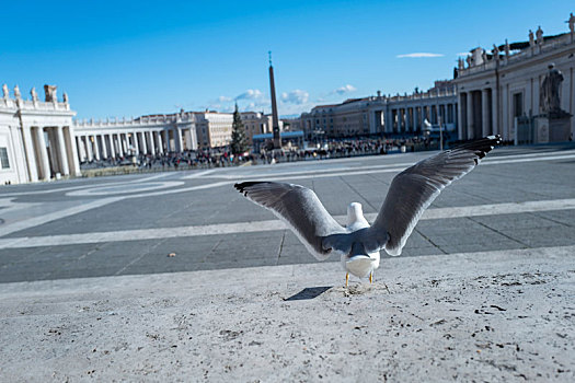 圣彼得大教堂,梵蒂冈博物馆,海鸥