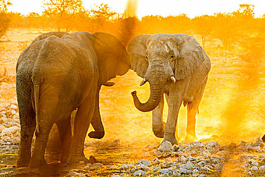 非洲,大象,日落,埃托沙国家公园