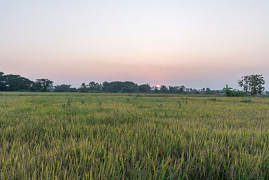 黄昏时分的农田,泰国乡村夕阳下的麦田