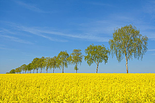 油菜地,排,桦树,春天,坏,巴登符腾堡,德国