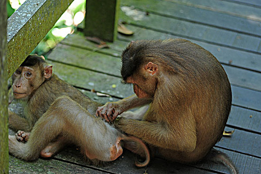 malaysia,borneo,sepilok,southern,pig-tailed,macaque,macaca,nemestrina,adult,female,with,baby,in,primary,rainforest,lousing
