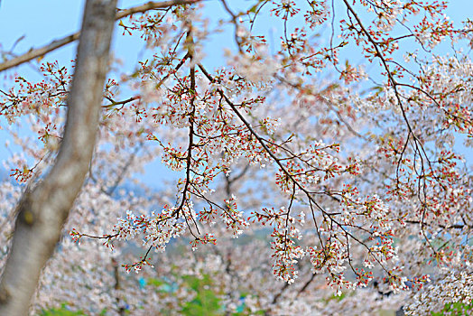 上海樱花,辰山植物园赏樱