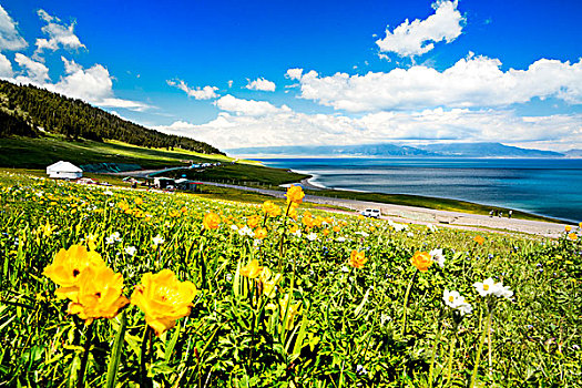 新疆,野花,草地,湖泊
