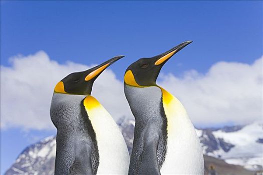 帝企鹅,栖息地,南乔治亚,南大洋,南极
